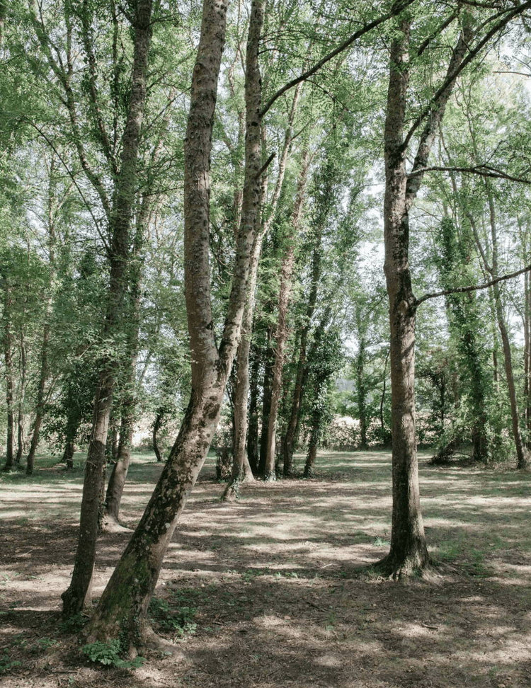 Nouveau ! Les soins visage " Instants sauvages".